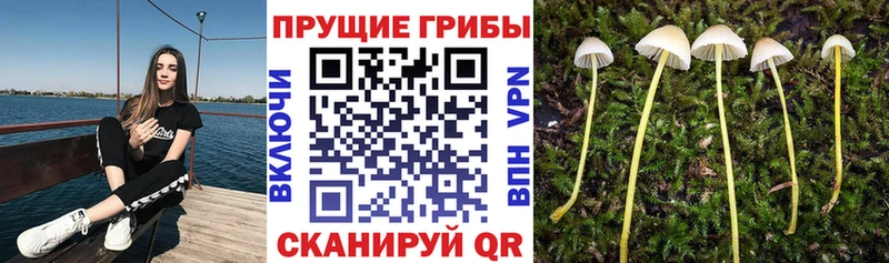 Купить  Апатиты  Галлюциногенные грибы MAGIC MUSHROOMS 